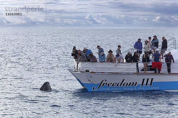 Gruppe Touristen beobachtet Buckelwal (Megaptera novaeangliae) am Bug vor Whale-Watching Boot  Mooloolaba  Queensland  Pazifik  Australien  Ozeanien