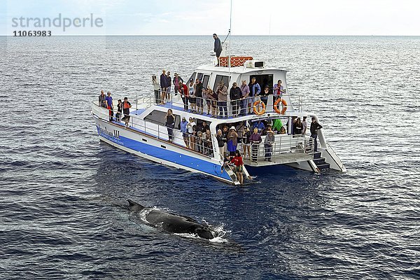 Gruppe Touristen beobachtet Buckelwal (Megaptera novaeangliae) von Whale-Watching Boot  Mooloolaba Queensland  Pazifik  Australien  Ozeanien