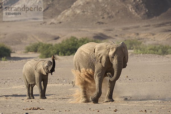 Wüstenelefanten (Loxodonta africana) beim Sandbad  am Hoanib Trockenfluss  Kaokoveld  Region Kunene  Namibia  Afrika