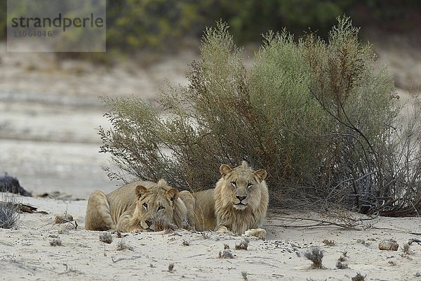 Wüstenlöwen (Panthera leo) am Hoanib Trockenfluss  junge Männchen  Kaokoveld  Region Kunene  Namibia  Afrika