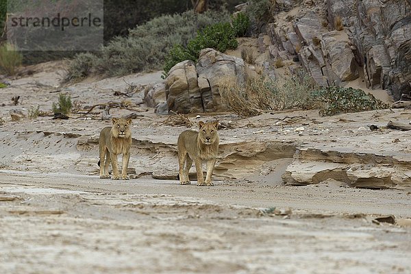 Wüstenlöwen (Panthera leo) am Hoanib Trockenfluss  junge Männchen  Kaokoveld  Region Kunene  Namibia  Afrika