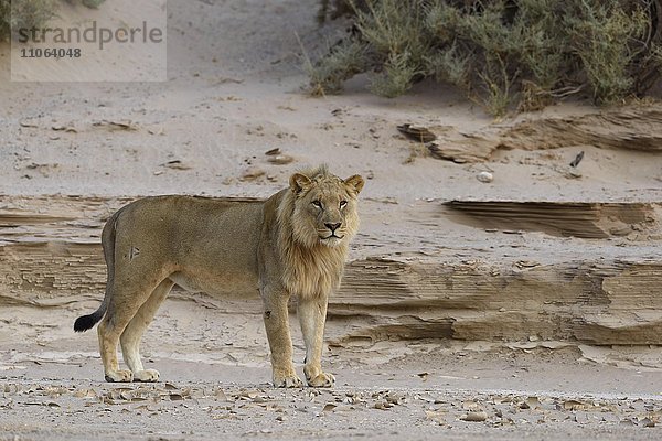 Wüstenlöwe (Panthera leo) am Hoanib Trockenfluss  junges Männchen  Kaokoveld  Region Kunene  Namibia  Afrika