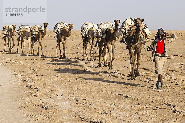 Karawane  Kamele transportieren Salz von den Salinen von Dallol  Danakil-Depression  Afar-Dreieck  Äthiopien  Afrika
