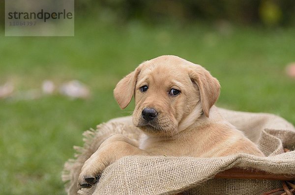 Blonder Labrador Welpe sitzt im Hundekorb