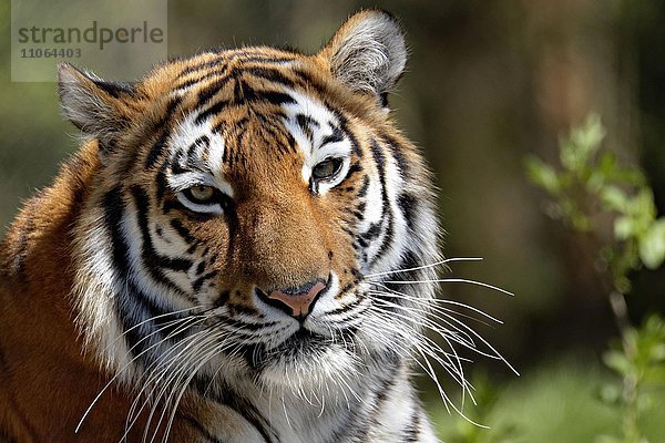 Königstiger (Panthera tigris)  Portrait  captive