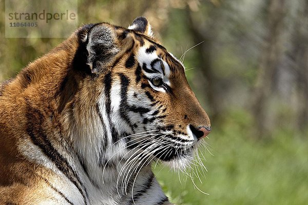 Königstiger (Panthera tigris)  Portrait  captive