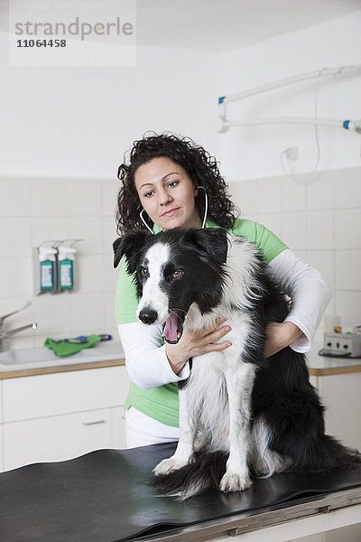 Tierarztpraxis  Tierärztin untersucht Hund mit Stethoskop  Border Collie