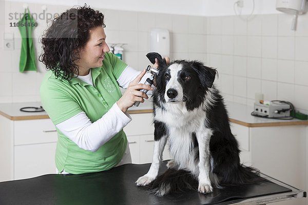 Tierarztpraxis  Tierärztin untersucht Ohr bei Hund  Border Collie