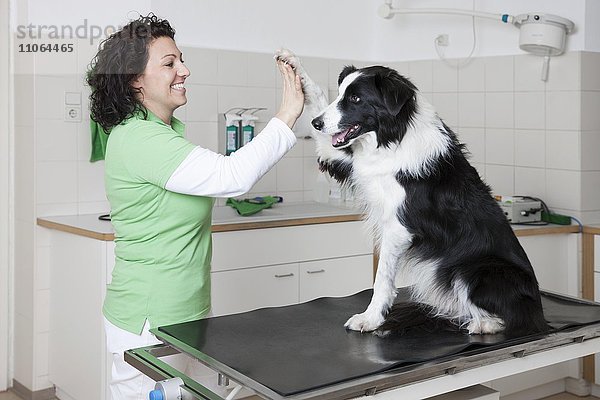 Tierarztpraxis  Tierärztin macht Give me Five mit Hund  Border Collie