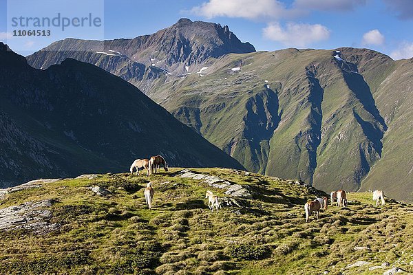 Haflinger auf der Hochalm  Lehmfuchs  Stubaier Alpen  Nordtirol  Österreich  Europa