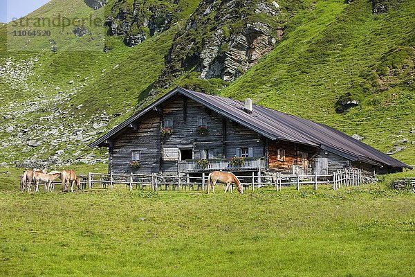 Haflinger vor Almhütte auf Weide  Sintersbach Hochalm  Kitzbühler Alpen  Tirol  Österreich  Europa