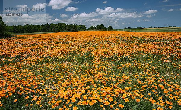 Blühendes Mohnfeld  Kalifornischer Mohn (Eschscholzia californica)  Departement Maine-et-Loire  Frankreich  Europa