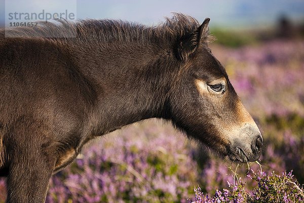 Exmoor-Pony beim Fressen  Fohlen beim Grasen  blühende Heide  eideandschaft  Exmoor-Nationalpark  Somerset  England  Großbritannien  Europa