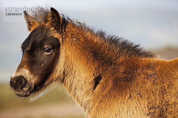 Exmoor-Pony  Fohlen  Portrait  Exmoor-Nationalpark  Somerset  England  Großbritannien  Europa