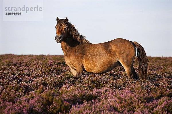 Exmoor-Pony  Blühende Heide  Heidelandschaft  Exmoor-Nationalpark  Somerset  England  Großbritannien  Europa