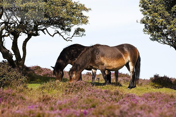 Exmoor-Ponies beim Grasen  Blühende Heide  Heidelandschaft  Exmoor-Nationalpark  Somerset  England  Großbritannien  Europa