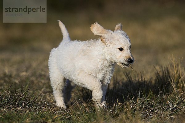 Goldendoodle läuft auf der Wiese  Welpe  Hybridhund  Tirol  Österreich  Europa