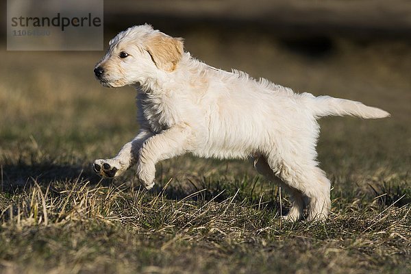 Goldendoodle läuft auf der Wiese  Welpe  Hybridhund  Tirol  Österreich  Europa