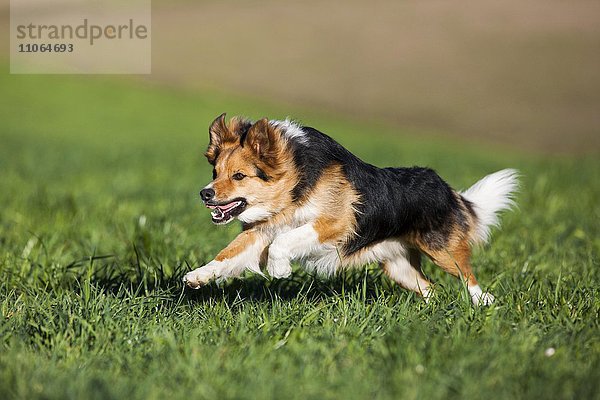 Mischlingshund rennt in Wiese  Nordtirol  Österreich  Europa