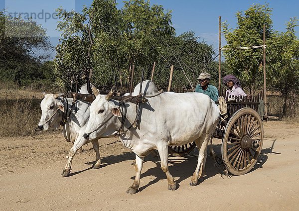 Von Ochsen gezogener Wagen auf einem Feldweg  Bagan  Myanmar  Asien