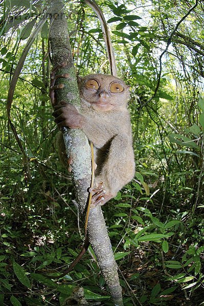 Philippinen-Koboldmaki (Carlito syrichta) auf einem Baum  Insel Bohol  Südostasien  Philippinen  Asien