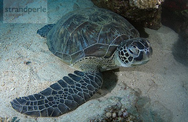 Suppenschildkröte (Chelonia mydas) schläft auf Sandboden  Rotes Meer  Marsa Alam  Abu Dabab  Ägypten  Afrika