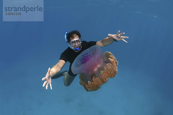 Schnorchler mit Blick auf Kronenqualle oder Hutqualle (Cephea cephea)  Indischer Ozean  Malediven  Asien