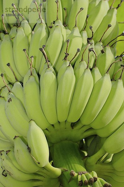 Bananenstaude (Musa)  Malaysia  Asien