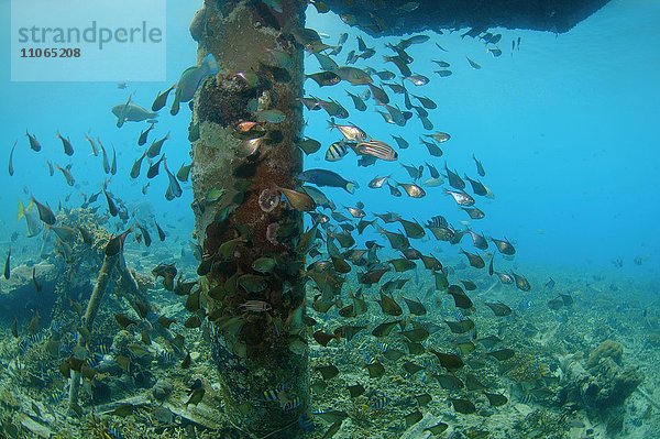 Schule von tropischen Fischen  Fischschwarm  Südchinesisches Meer  Pulau Redang Insel  Malaysia  Asien