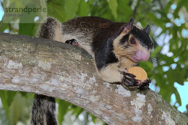 Indian Rieseneichhörnchen oder Malabar Riesen-Eichhörnchen (Ratufa indica) sitzt auf einem Zweig  hält ein Cookie  Hikkaduwa  Sri Lanka  Asien