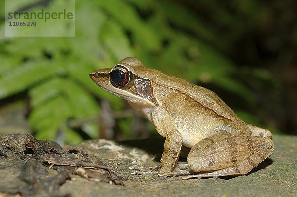 Tropischer Frosch (Hylarana Tschudi) auf Waldboden  Sinharaja-Nationalpark  Sri Lanka  Asien