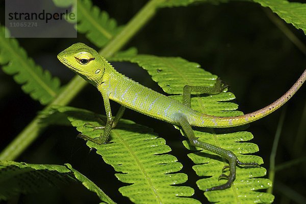 Sägerückenagame (Calotes calotes)  Sinharaja-Nationalpark  Sri Lanka  Asien