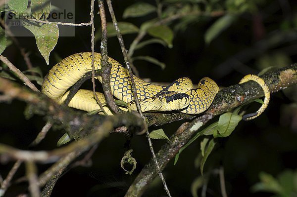 Ceylon-Lanzenotter (Trimeresurus trigonocephalus)  auf Baumzweig  endemische Spezies in Sri Lanka  Sinharaja-Nationalpark  Sri Lanka  Asien