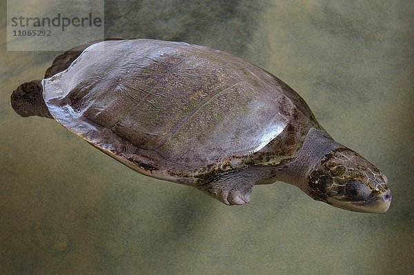 Verwundete Schildkröte ohne Flosse  Oliv-Bastardschildkröte (Lepidochelys olivacea)  im flachen Gewässer schwimmend  Indischer Ozean  Hikkaduwa  Sri Lanka  Asien