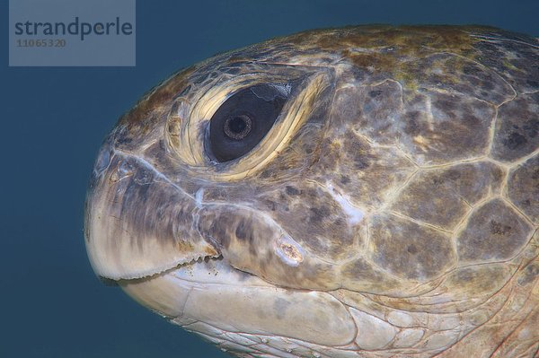 Suppenschildkröte (Chelonia mydas)  Tierportrait  Indischer Ozean  Hikkaduwa  Sri Lanka  Asien