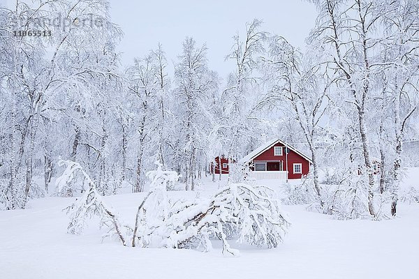 Rotes Ferienhaus im Winter  Lodingen  Lofoten  Norwegen  Europa