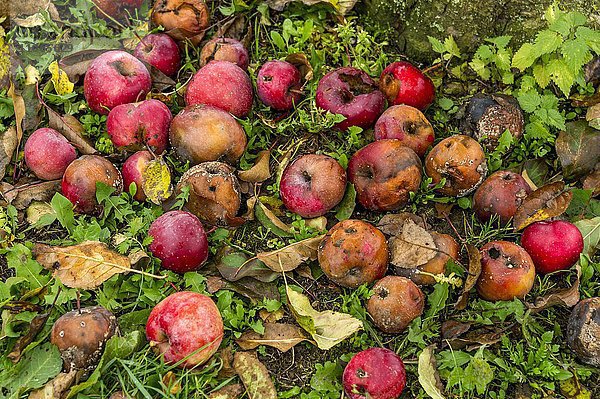 Faule und verfaulte rote Äpfel unter Apfelbaum  Fallobst  Bayern  Deutschland  Europa