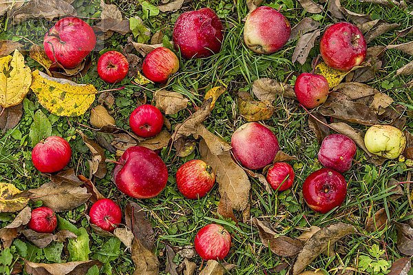 Rote Äpfel unter Apfelbaum  Fallobst  Bayern  Deutschland  Europa