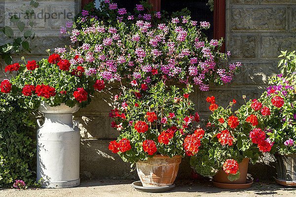 Geranien (Pelargonium spec.) und andere Sommerblumen vor altem Bauernhaus  Blumenschmuck  Piesenkam  Isarwinkel  Oberbayern  Bayern  Deutschland  Europa