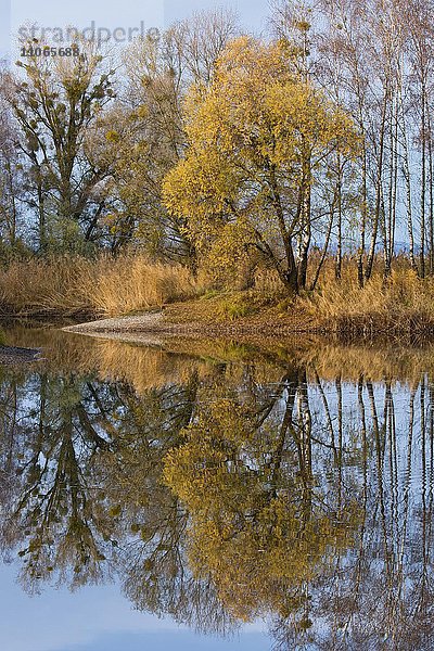 Herbstliche Aulandschaft am Fluss  Lustenau  Vorarlberg  Österreich  Europa