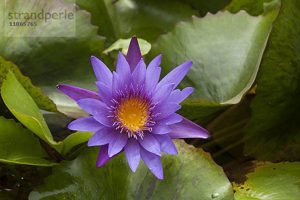 Blauer Lotus (Nymphaea caerulea)  Danang  Vietnam  Asien