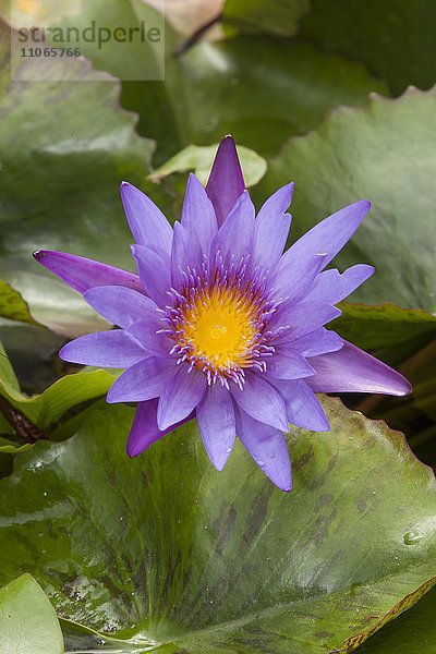 Blauer Lotus (Nymphaea caerulea)  Danang  Vietnam  Asien