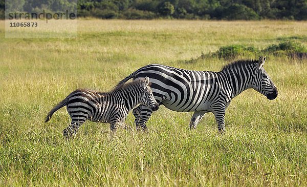 Zebras (Equus Quagga)  Junges mit Mutter im Gras  Masai Mara  Kenia  Afrika