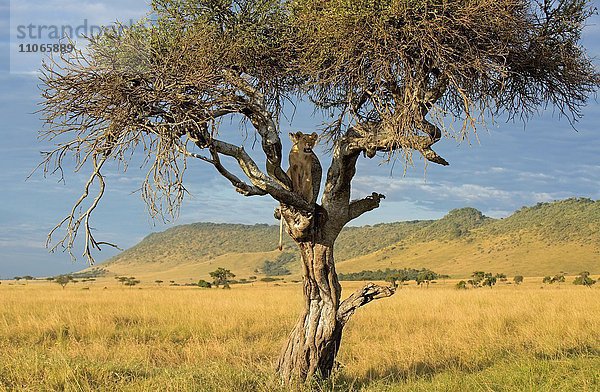 Löwin (Panthera leo)  auf einem Baum mit getötetem Wildschwein  Masai Mara Nationalpark  Kenia  Afrika