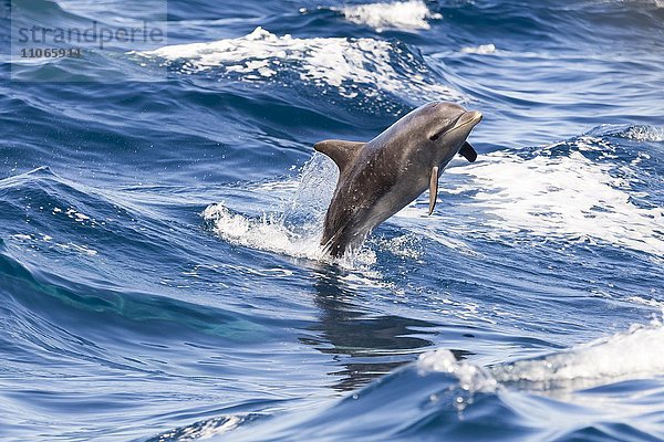 Großer Tümmler (Tursiops truncatus)  Delphin springt aus dem Wasser vor Los Gigantes  Atlantik  Teneriffa  Kanarische Inseln  Spanien  Europa
