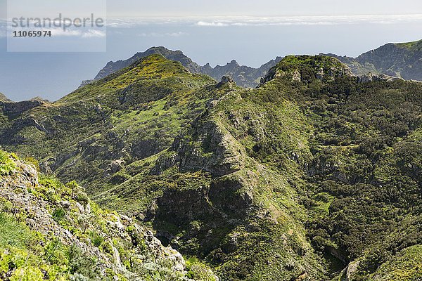 Ausblick auf Lorbeerwälder  die Schlucht von Chamorga  Teneriffa  Kanarische Inseln  Spanien  Europa