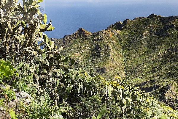 Feigenkakteen (Opuntia ficus-indica) und Anaga-Gebirge  Chamorga  Teneriffa  Kanarische Inseln  Spanien  Europa