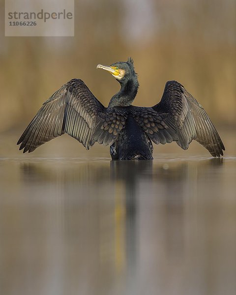 Kormoran (Phalacrocorax carbo)  Altvogel im Schlichtkleid steht im Wasser mit ausgebreiteten Flügeln und trocknet sein Gefieder  Kiskunság Nationalpark  Ungarn  Europa