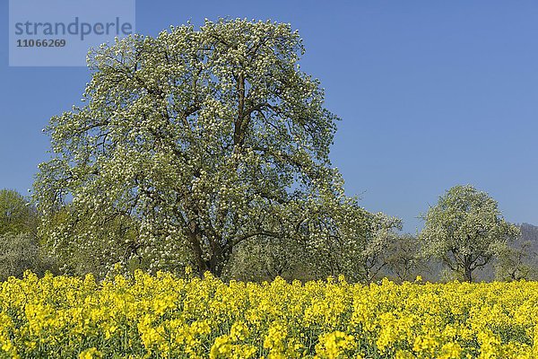 Rapsfeld mit blühenden Obstbäumen  Birnbäume  Biosphärengebiet Schwäbische Alb  Baden-Württemberg  Deutschland  Europa