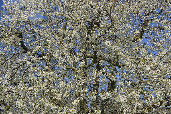 Blühender Kirschbaum  Biosphärengebiet Schwäbische Alb  Baden-Württemberg  Deutschland  Europa